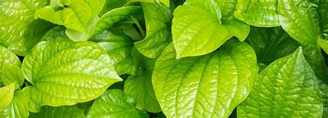 betel leaves pronunciation|Betel Leaf Benefits And Its Its Side Effects .